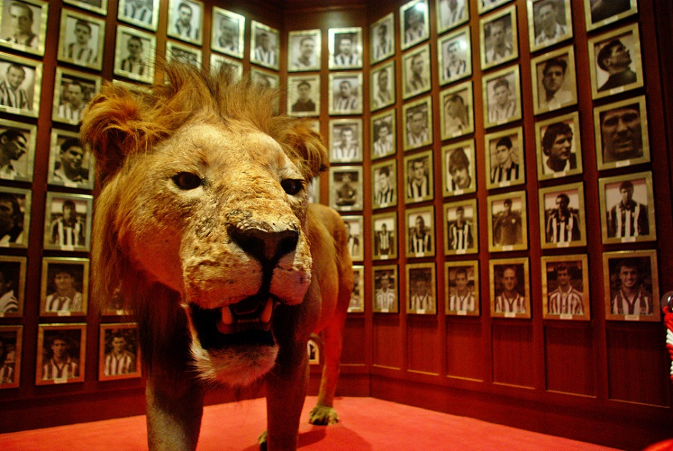 Why players (and fans) of the Athletic Club are known as 'lions'?